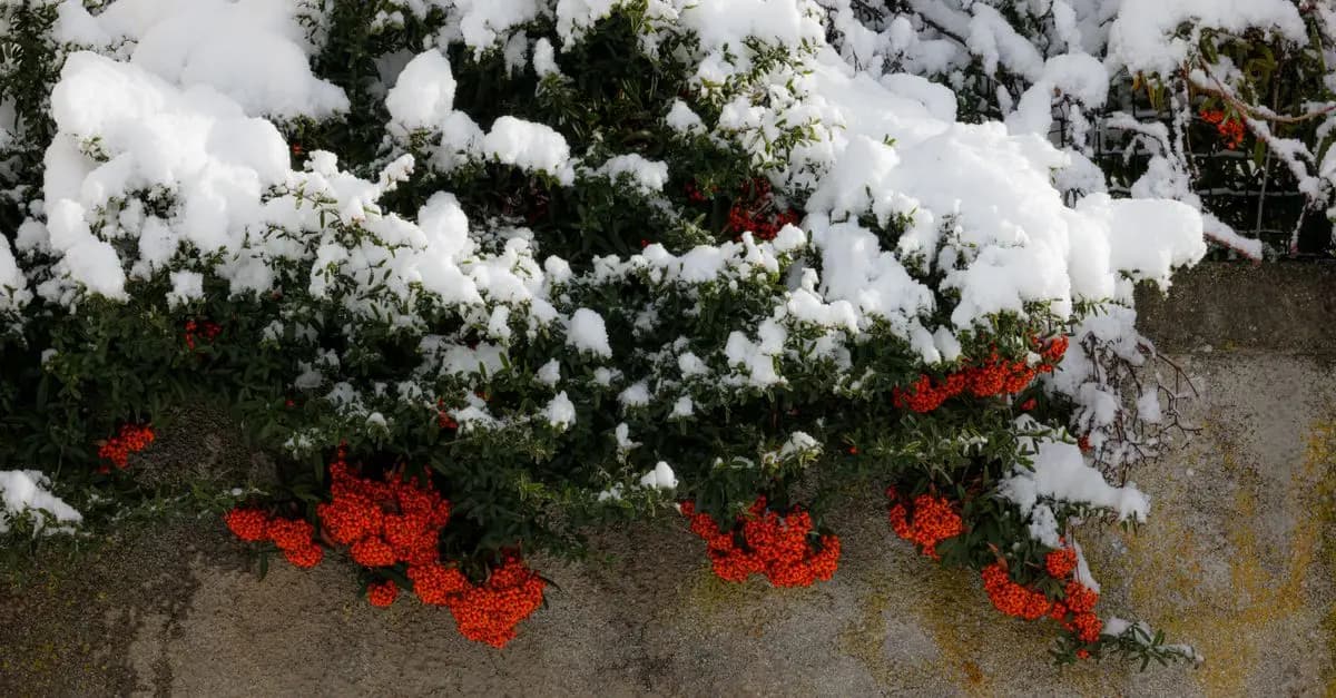 Guide Pratique pour Cultiver des Légumes d'Hiver avec Succès