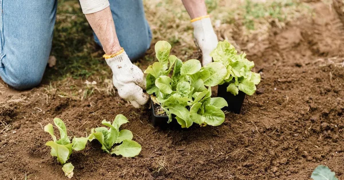 Guide Pratique pour Cultiver des Légumes Bio en Potager