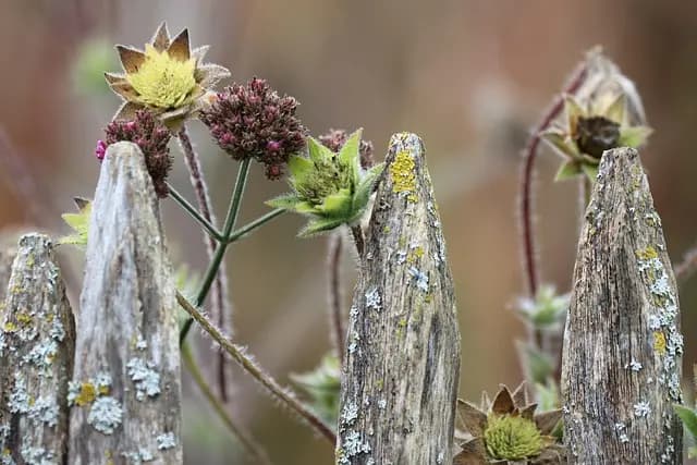 Comment Maximiser la Production de Vos Légumes en Équilibre