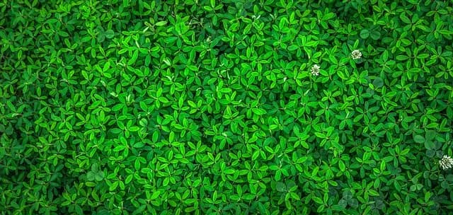 Les Seules Astuces à Connaître pour Cultiver des Légumes Écologiques