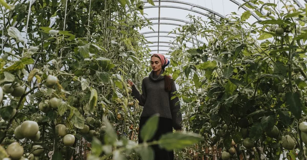 Comment Cultiver des Tomates à la Maison