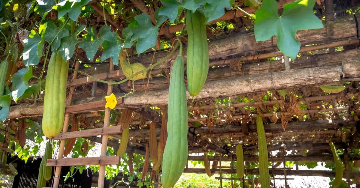 Guide Complet pour Élever des Légumes Sains et Écologiques