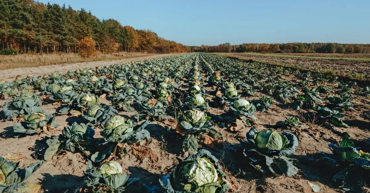 Guide Complet pour Cultiver des Légumes de Saison