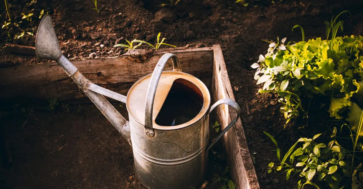 Comment Choisir les Meilleurs Légumes à Cultiver en Potager