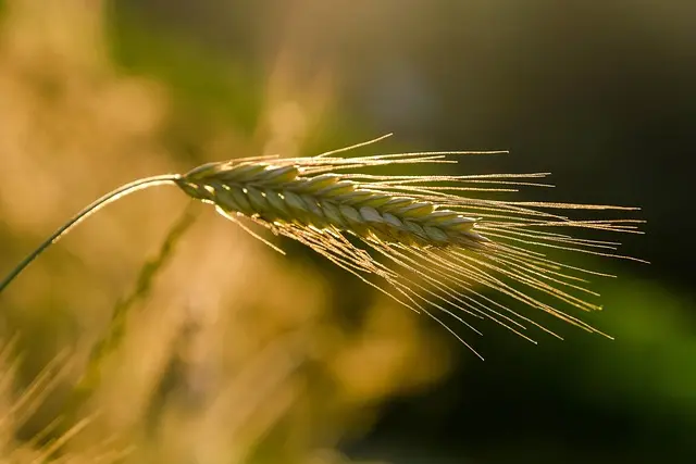 Les Légumes Indispensables à Cultiver pour un Potager Équilibré