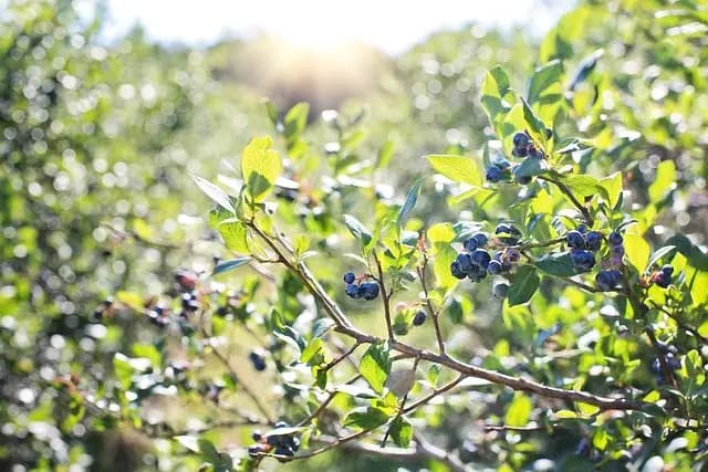 Guide Pratique pour Cultiver des Légumes en Intérieur