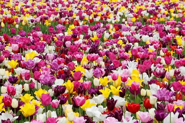 Guide Pratique pour Planter des Légumes au Printemps