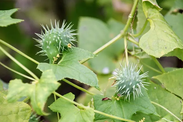 Tout Savoir sur les Légumes Annuels : Cultivation et Entretien