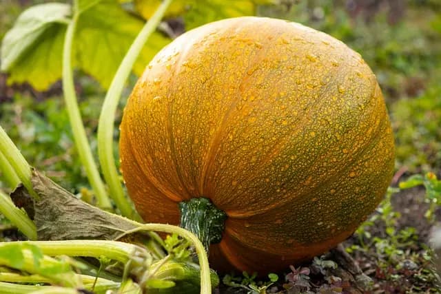 Le Guide Complet pour Cultiver des Légumes en Équilibre