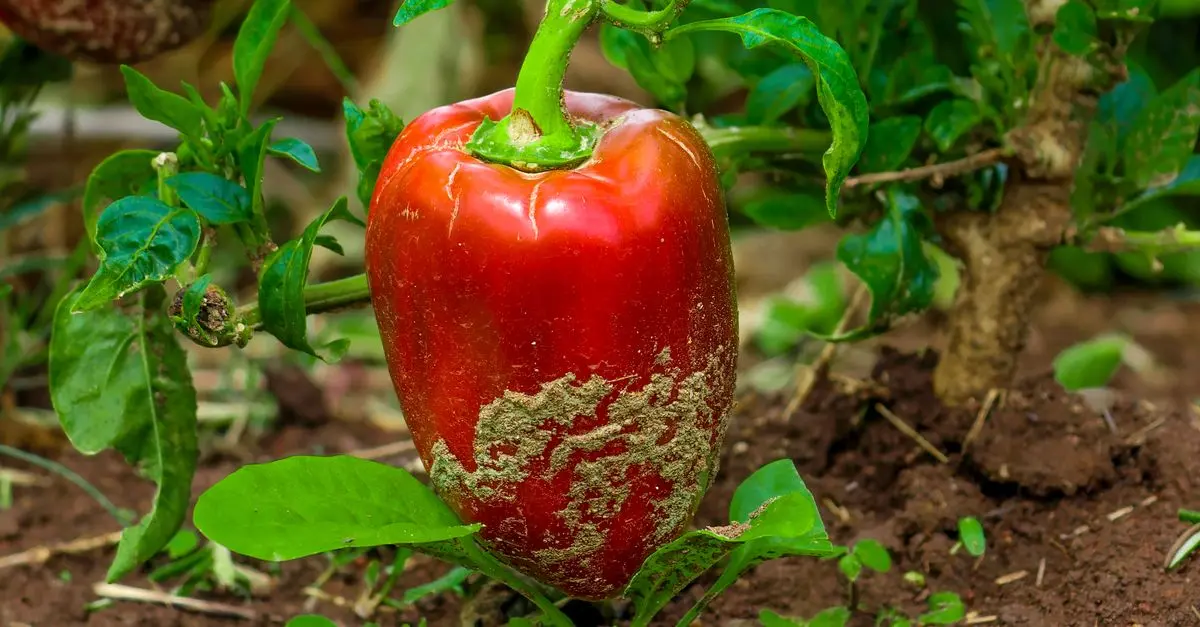 Guide Complet pour Maximiser la Production de Légumes