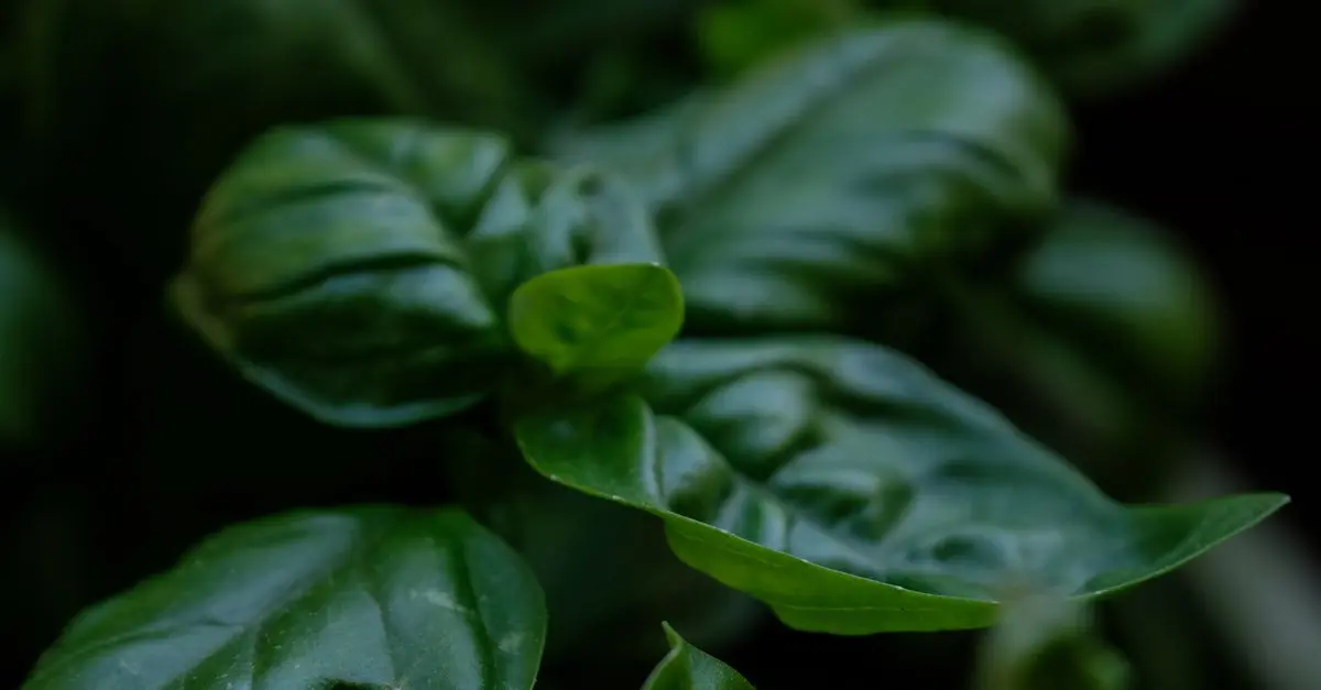 Guide Complet pour Cultiver des Légumes dans un Balcon