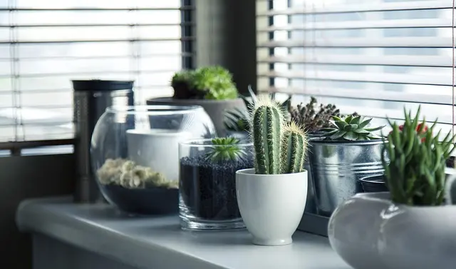 Guide Pratique pour Cultiver des Légumes en Intérieur