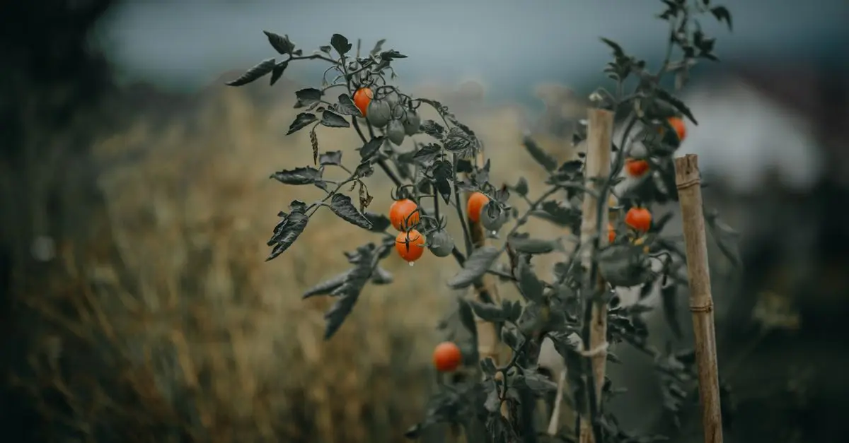 Guide Ultime pour Choisir les Meilleurs Légumes à Cultiver