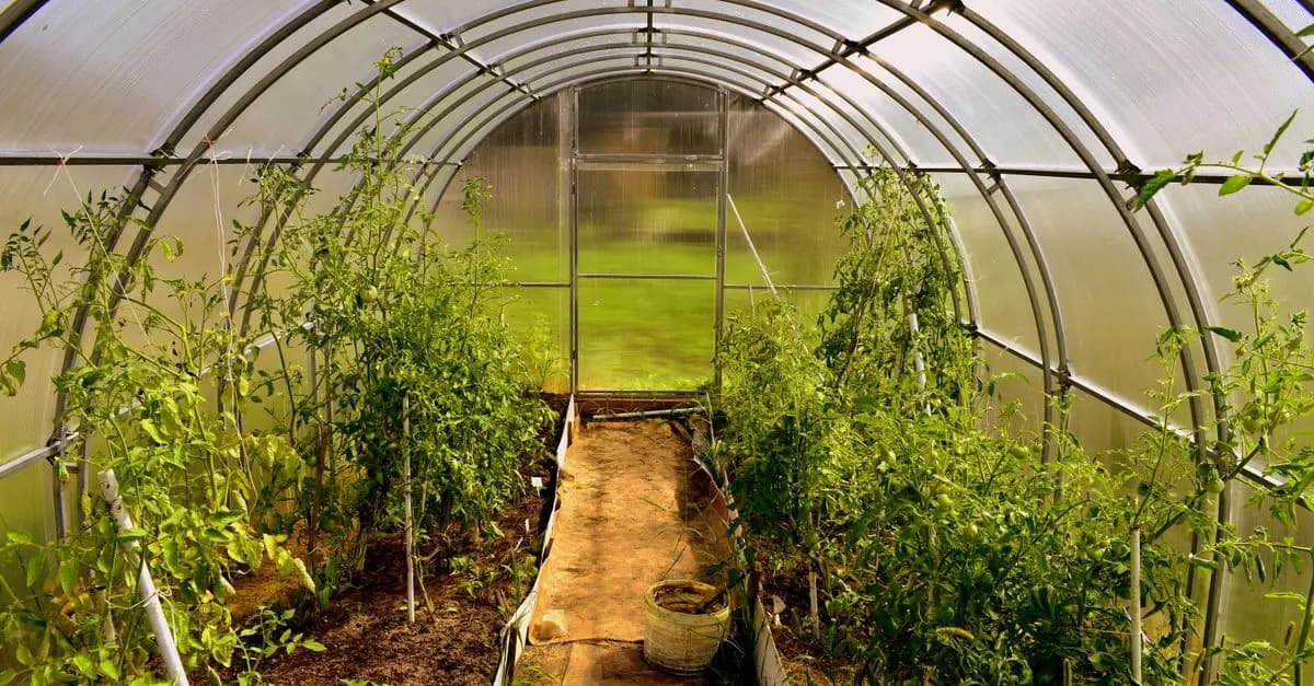 Guide Complet des Cultures de Légumes : Méthodes et Astuces