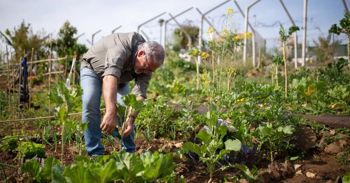 Guide Complet pour Cultiver des Légumes Bio en Potager