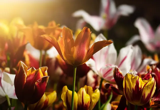 Comment Cultiver des Légumes de Saison : Guide Complet