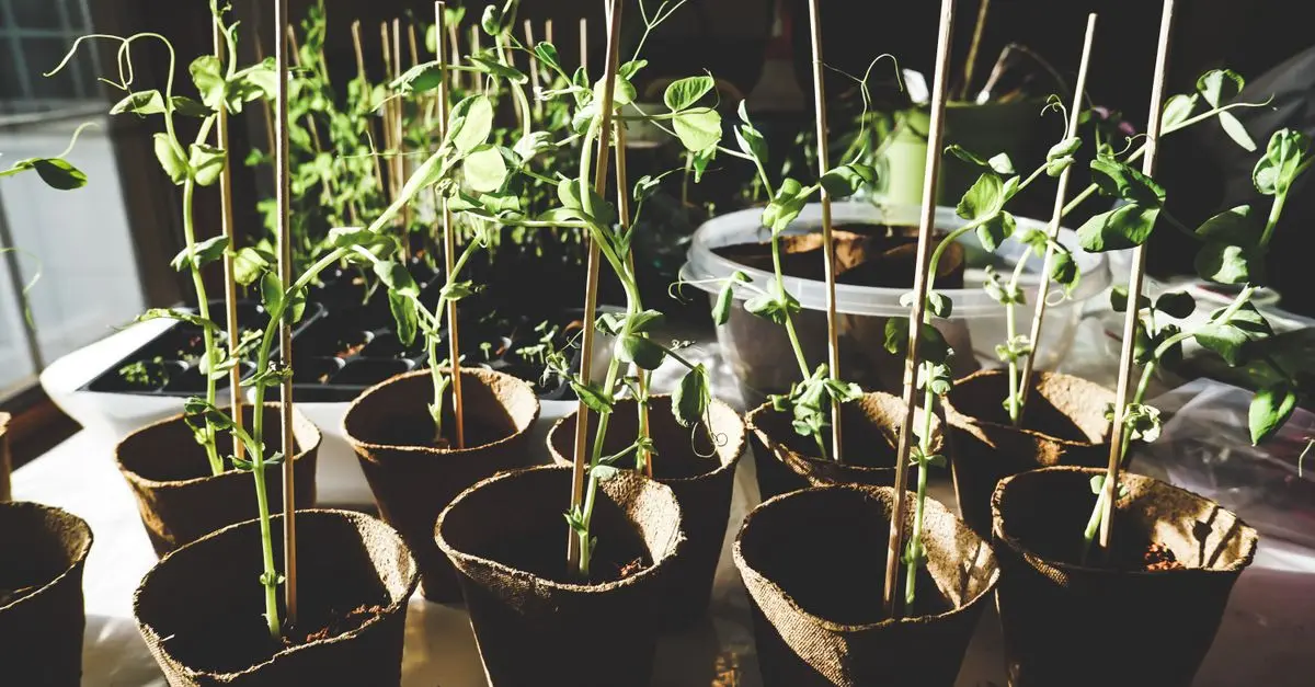 Guide Complet pour Semer des Légumes en Intérieur