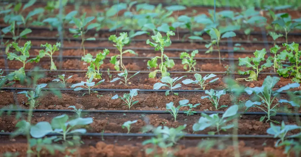 Guide Complet pour Cultiver des Légumes à Partir de Graines