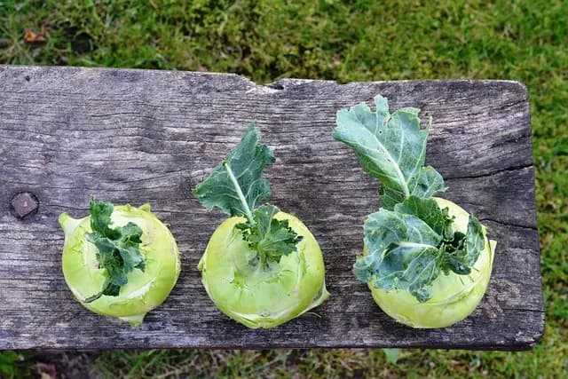 Guide Pratique pour Cultiver des Légumes en Conteneur