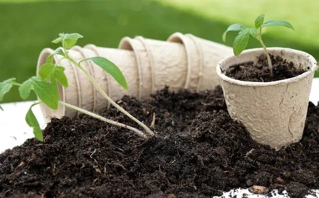 10 Astuces Incontournables pour Cultiver des Légumes en Potager