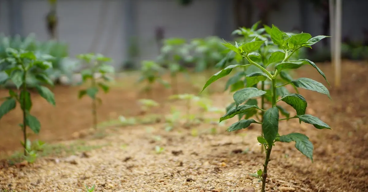Guide Complet pour Réussir la Culture des Légumes Écologiques