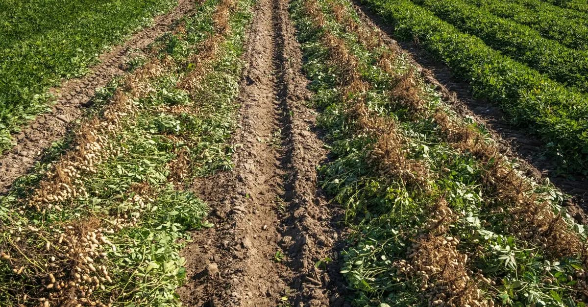Guide Complet pour Cultiver des Légumes en Équilibre