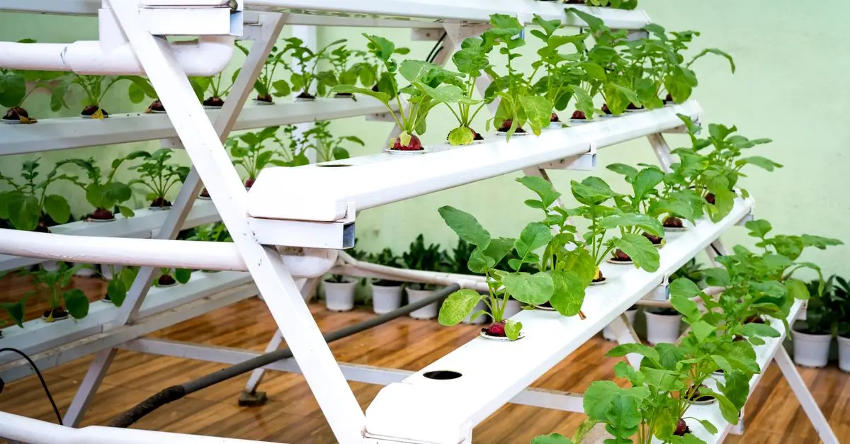 10 Astuces Essentielles pour Cultiver des Légumes en Intérieur