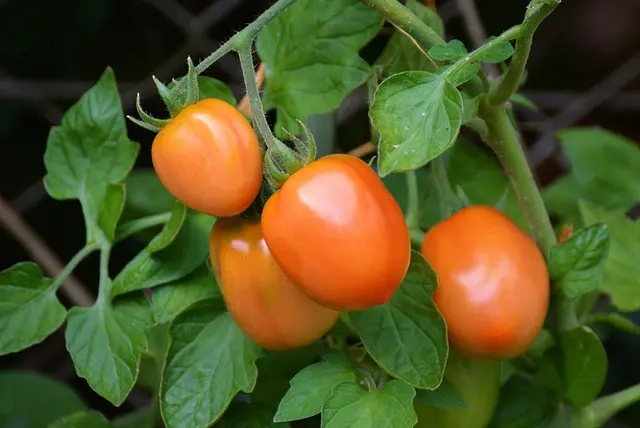 10 Légumes à Cultiver Facilement dans Votre Jardin