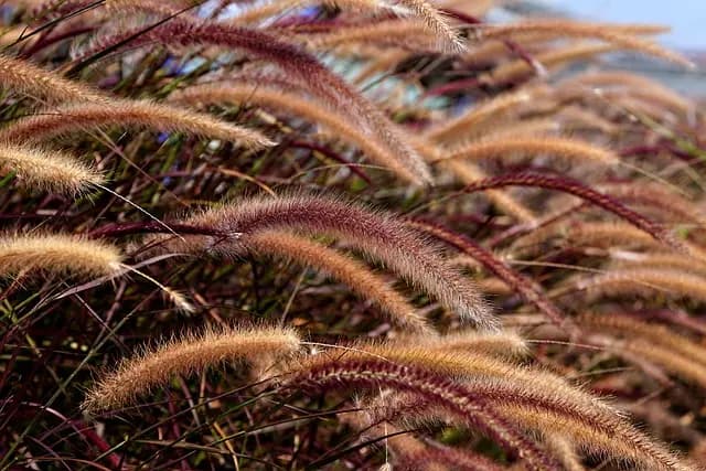 Le Guide Complet pour Cultiver des Légumes Écologiques