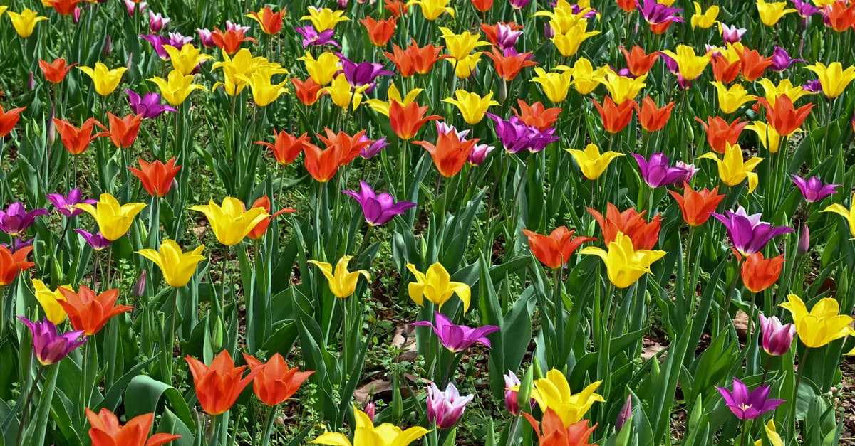 Guide Complet des Légumes à Cultiver au Printemps : Astuces et Techniques