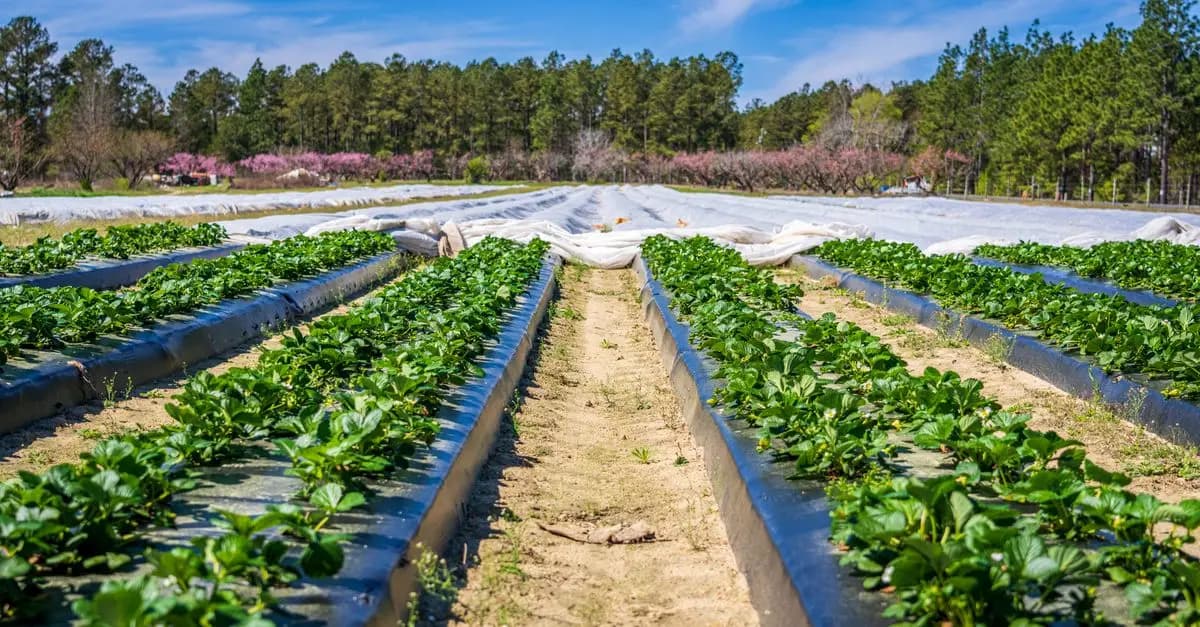 Les Secrets pour Cultiver des Légumes Écologiques avec Succès