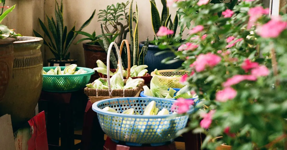 Guide Pratique pour Cultiver des Légumes en Potager Urbain