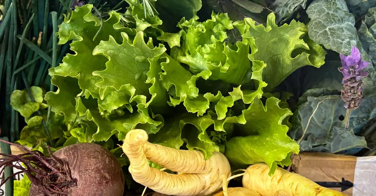 Guide Pratique pour Choisir les Meilleurs Légumes à Cultiver
