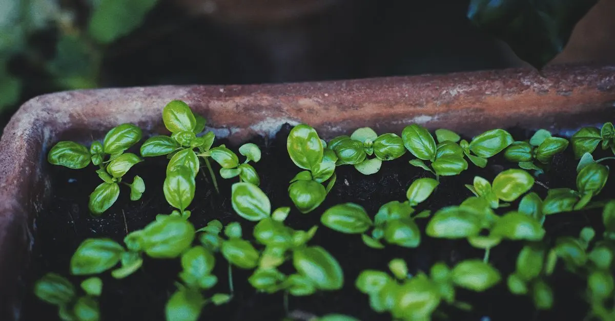 Guide Complet pour Cultiver des Légumes en Intérieur