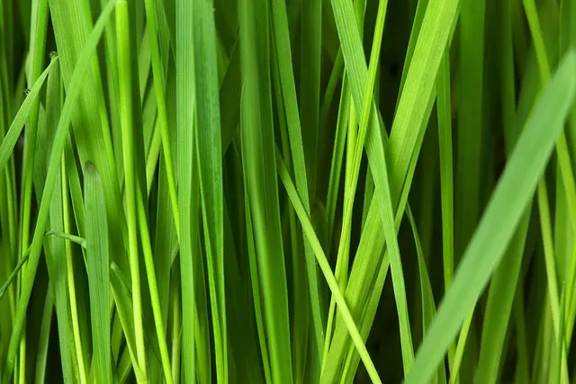 Guide Pratique pour Planter des Légumes en Équilibre