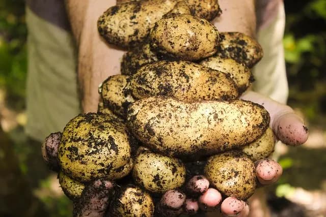 10 Conseils Pratiques pour Cultiver des Légumes de Saison