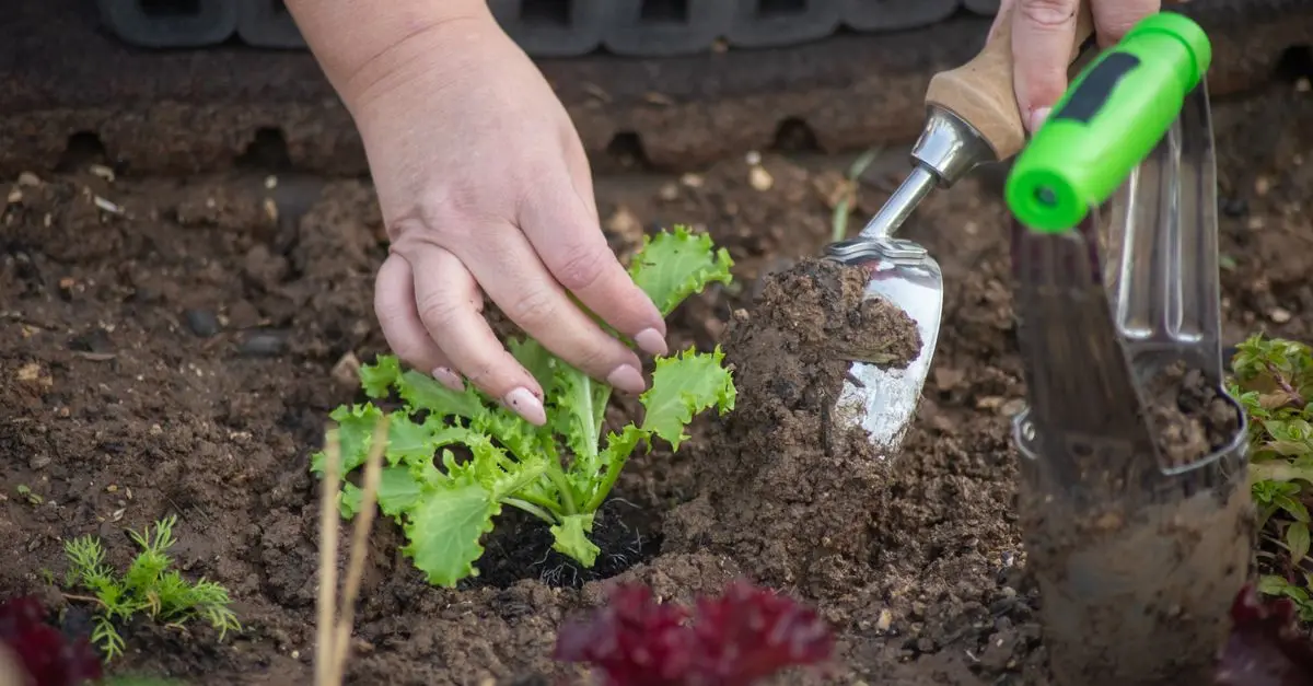 Guide Complet des Légumes à Semer au Printemps