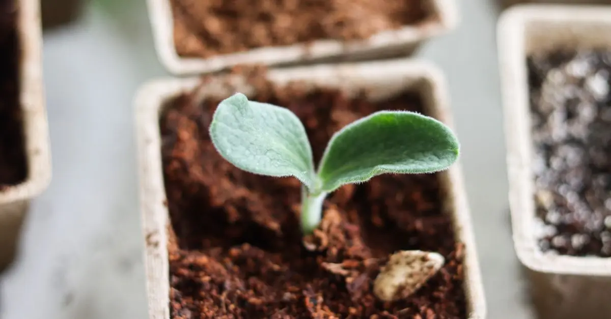 Guide Pratique pour Élever des Légumes Bio à la Maison