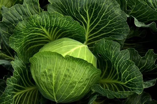 Tout Savoir sur les Légumes d'Hiver : Variétés et Entretien