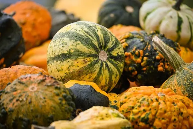 Guide Pratique pour Cultiver des Légumes de Saison avec Succès