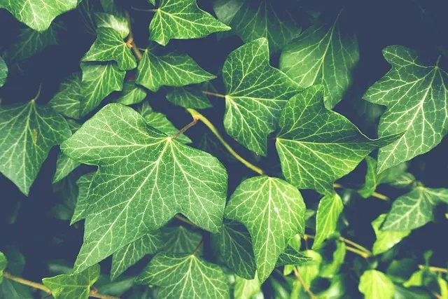 Guide Pratique pour Cultiver des Légumes Écologiques