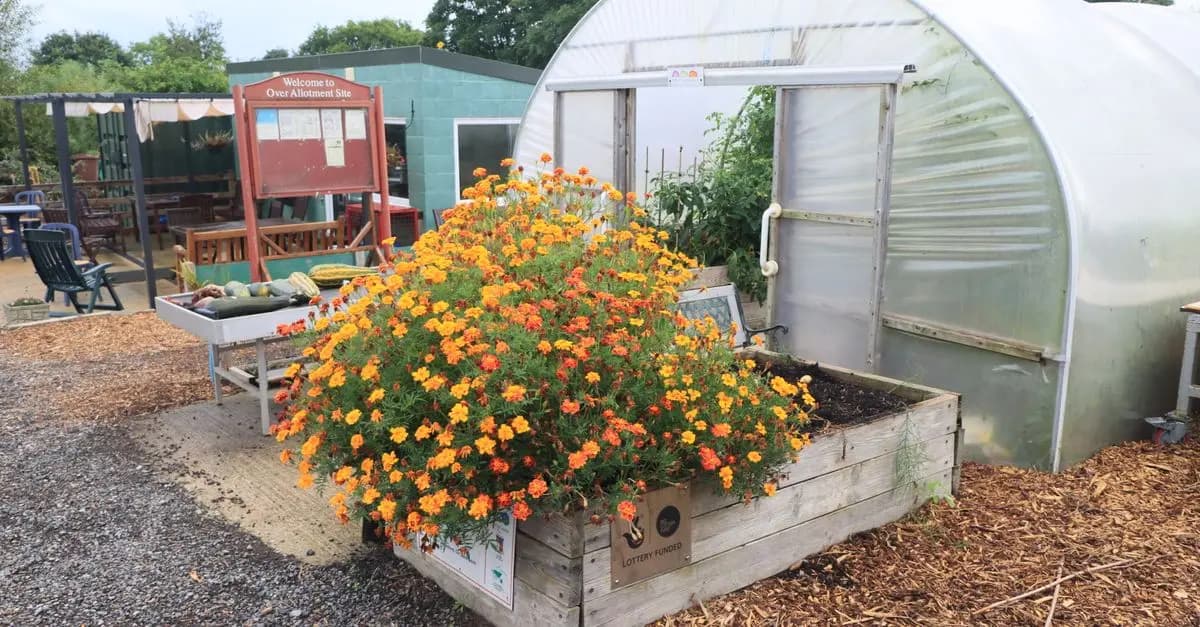 Les Meilleurs Légumes à Cultiver en Équilibre pour Votre Potager