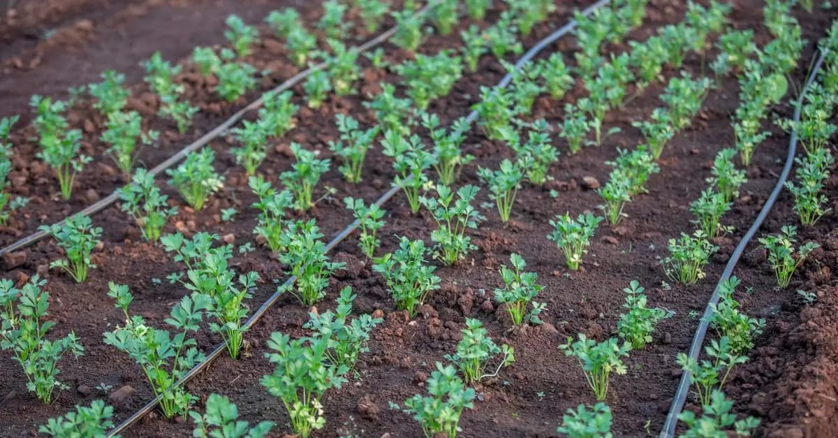 Guide Complet pour Cultiver des Légumes au Printemps