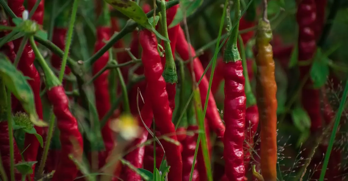 Guide Pratique pour Cultiver des Légumes de Saison
