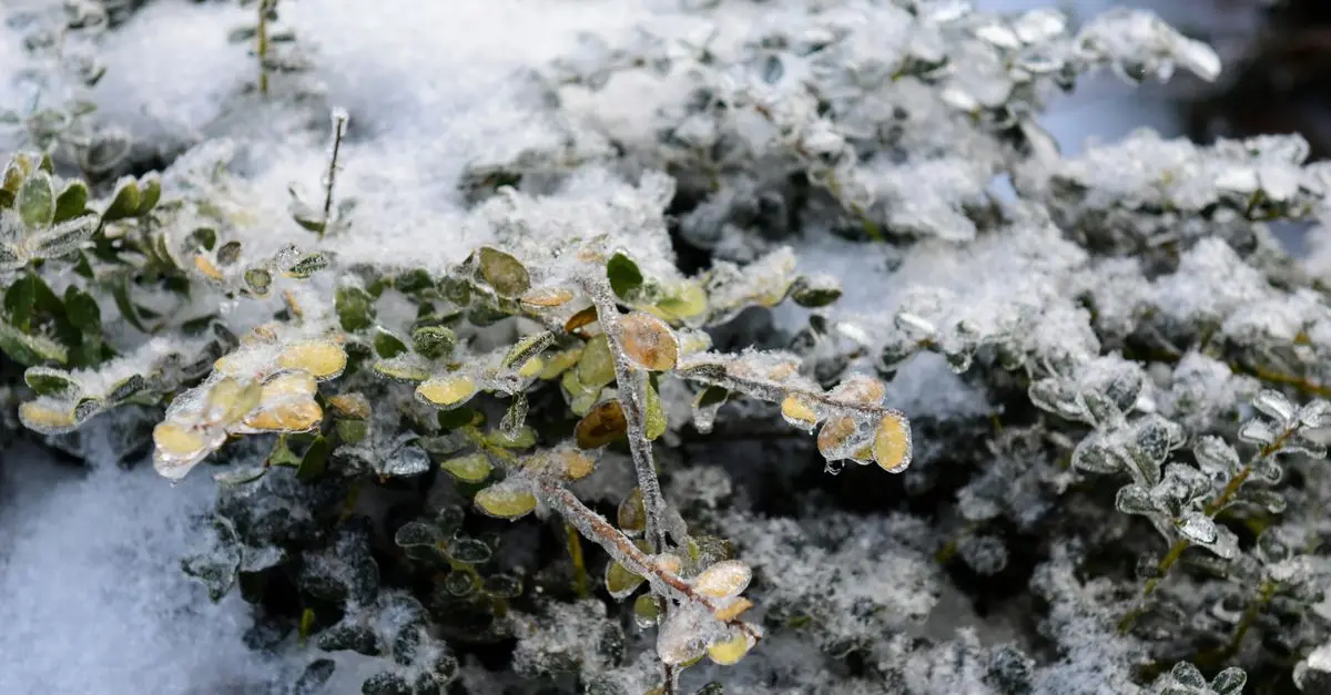 Guide Pratique des Légumes d'Hiver : Semis et Entretien