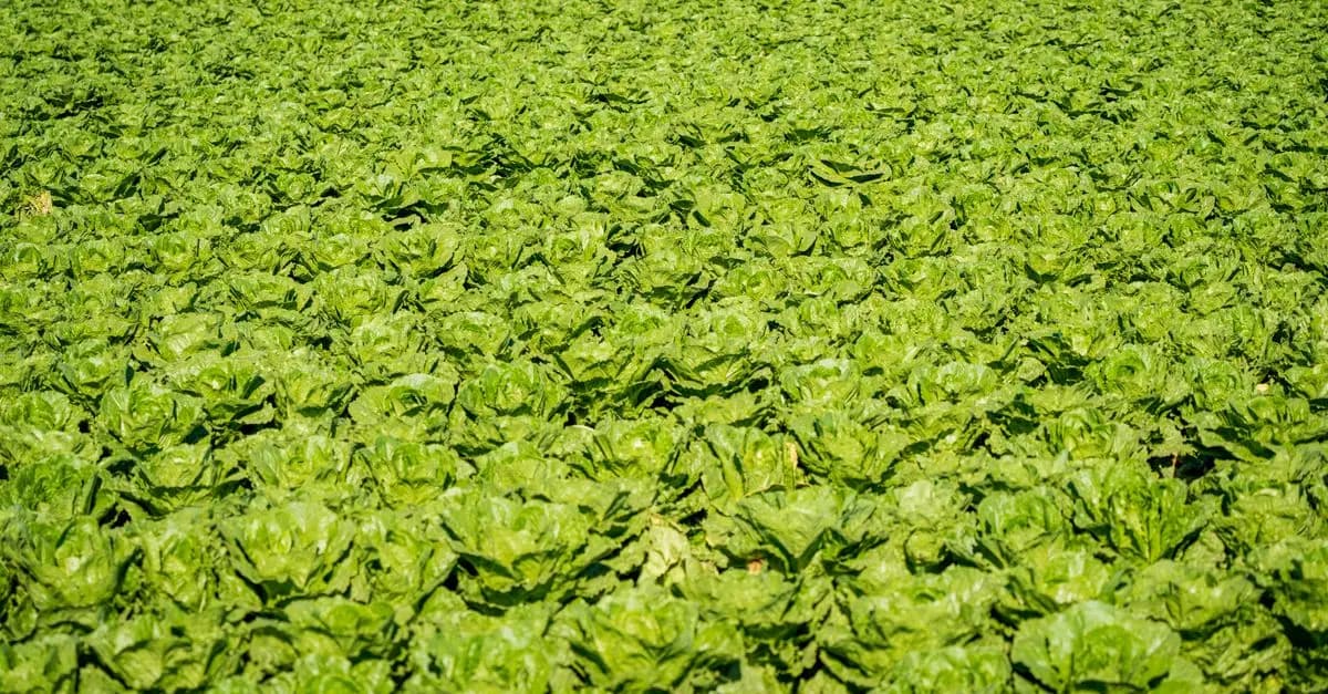 10 Astuces Pour Maximiser Votre Récolte de Légumes