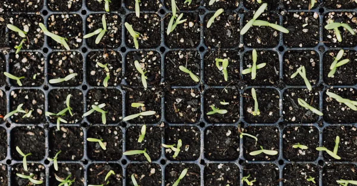 Guide Pratique pour Semer des Légumes de Saison