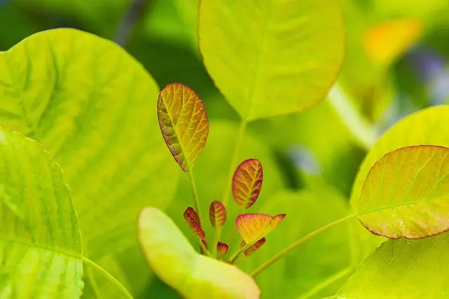 Les Meilleures Pratiques pour Cultiver des Légumes au Printemps