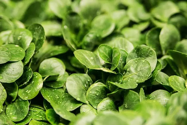 Guide Complet pour Cultiver des Légumes Hydroponiques