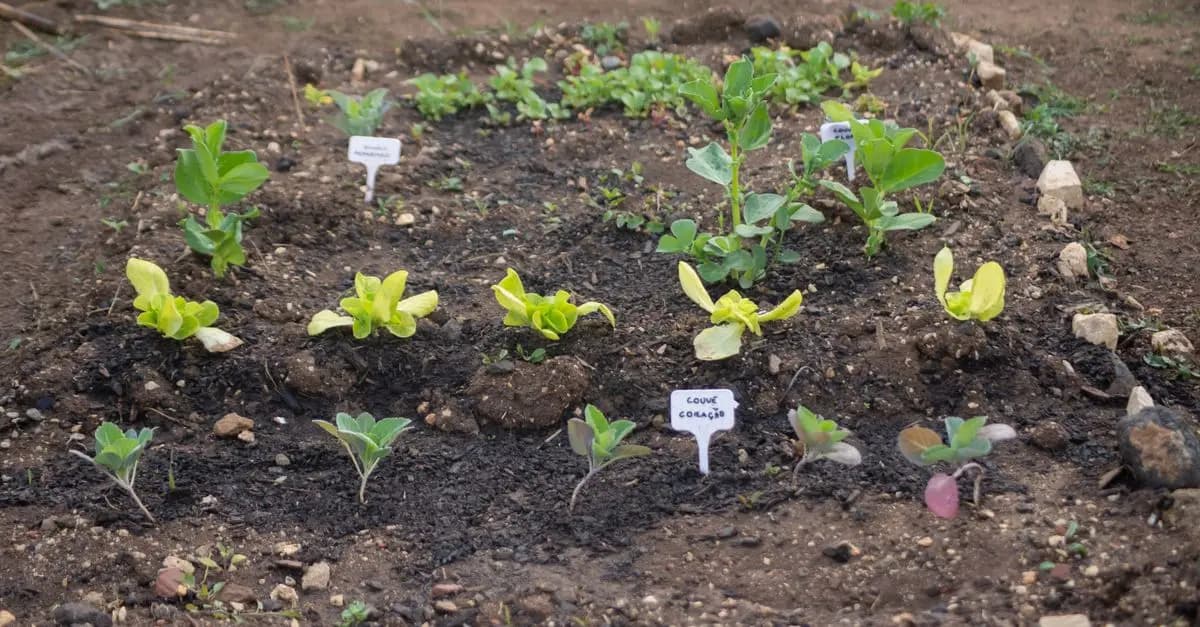 Les Légumes à Semer au Printemps : Guide Pratique